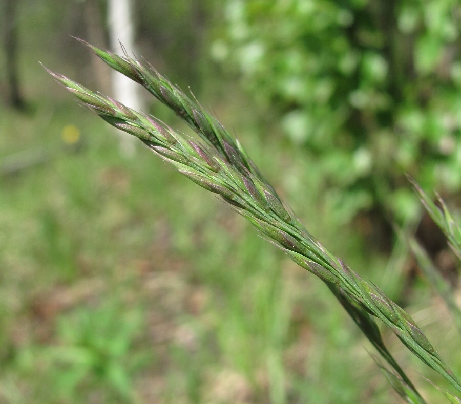 Изображение особи Festuca rubra.