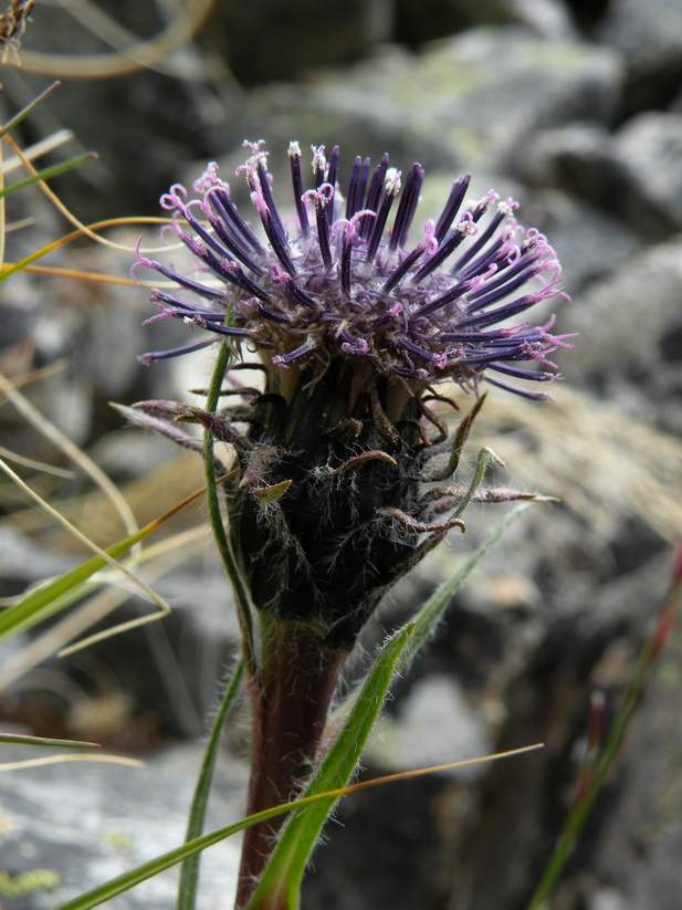 Изображение особи Saussurea schanginiana.