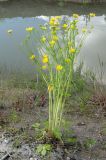 Ranunculus