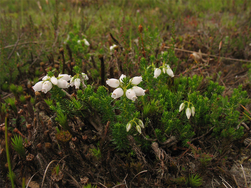 Image of Erica cinerea specimen.