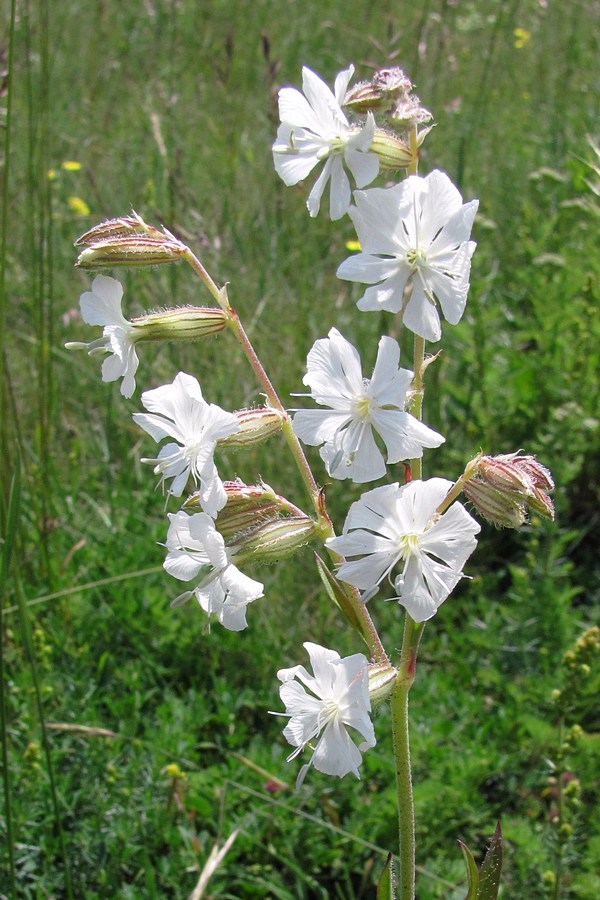 Изображение особи Silene dichotoma.