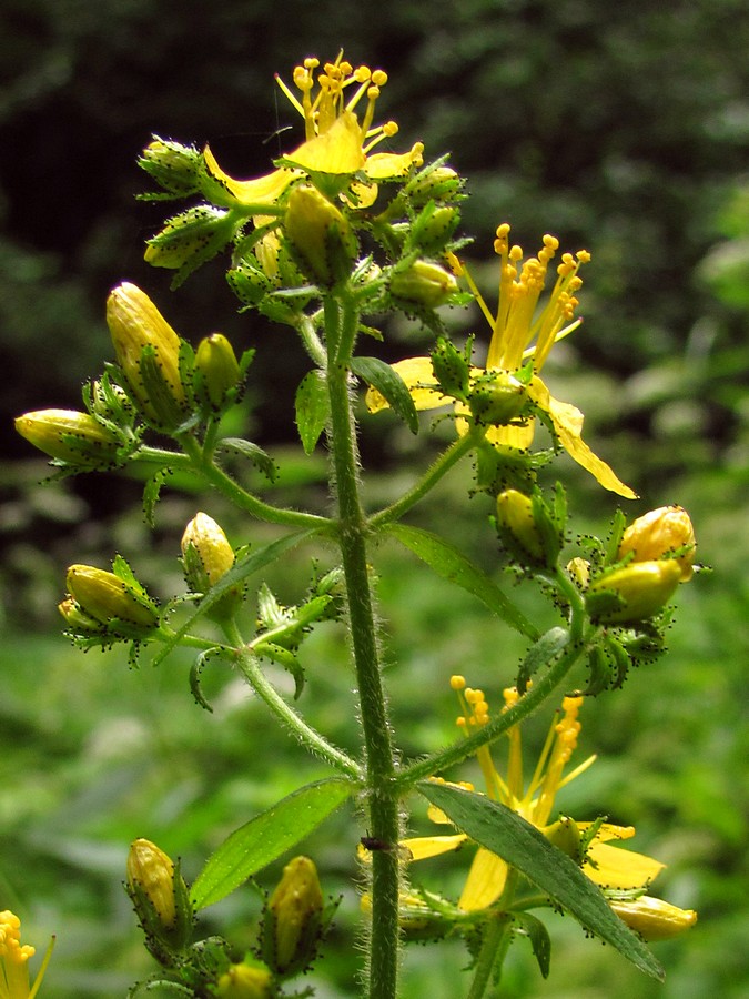 Изображение особи Hypericum hirsutum.