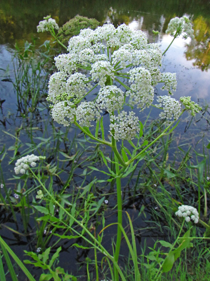 Изображение особи Sium latifolium.