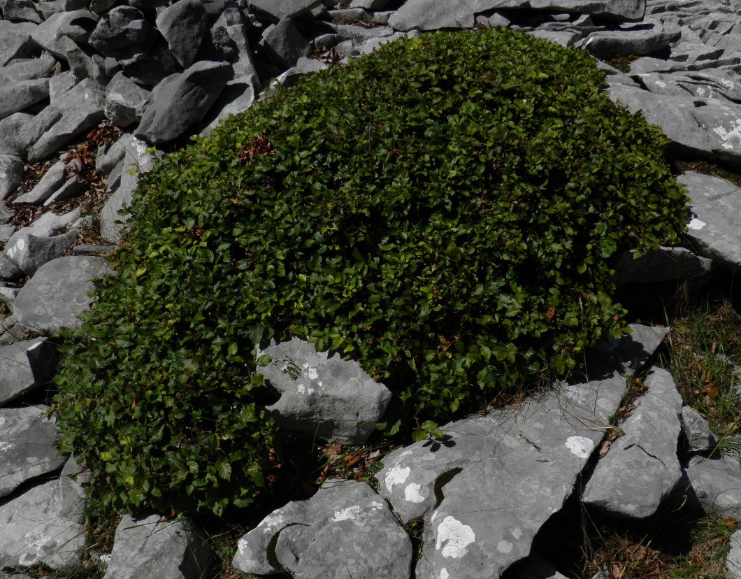 Изображение особи Fagus sylvatica.