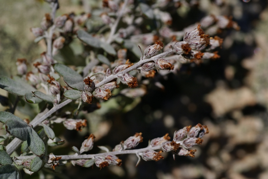 Изображение особи Artemisia saitoana.