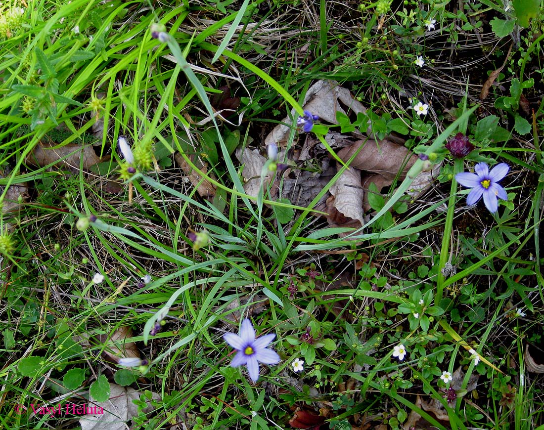 Image of Sisyrinchium septentrionale specimen.