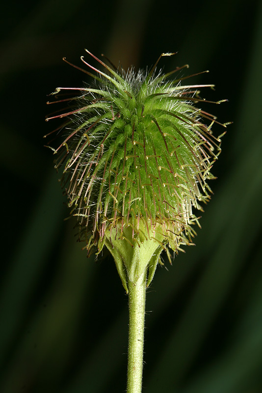 Изображение особи Geum aleppicum.