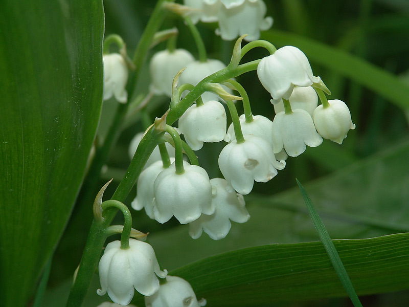 Изображение особи Convallaria majalis.