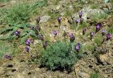 Astragalus falcigerus