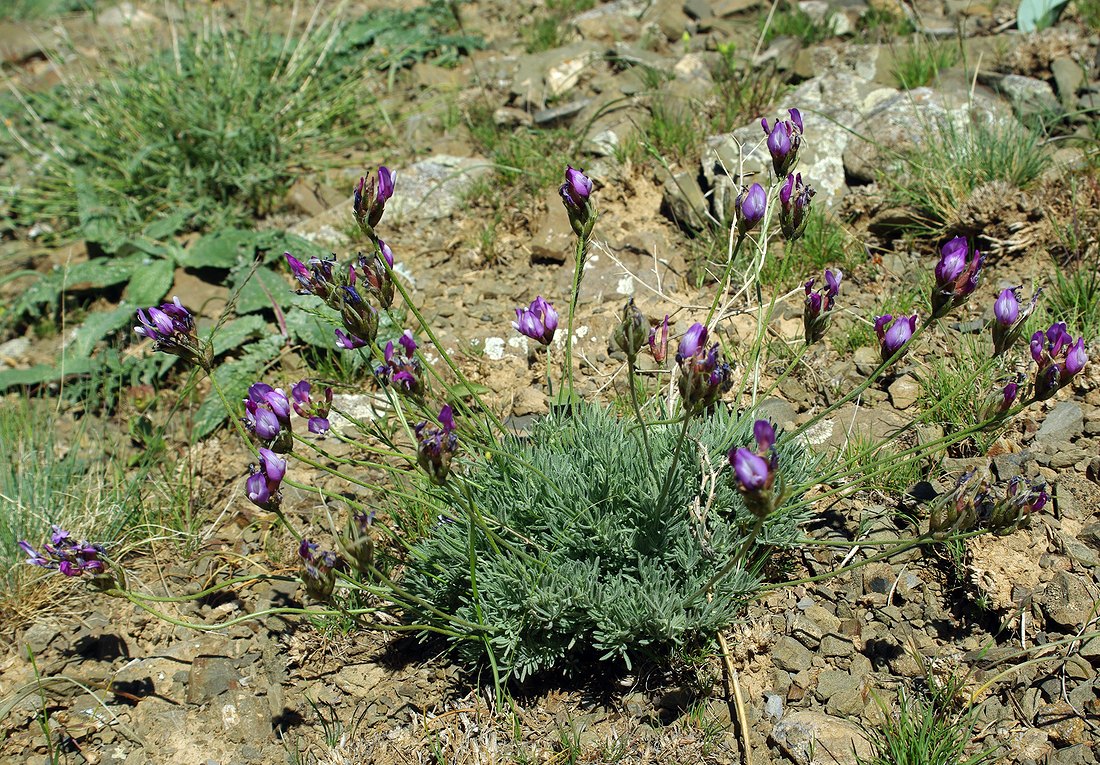 Image of Astragalus falcigerus specimen.