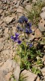 Delphinium foetidum