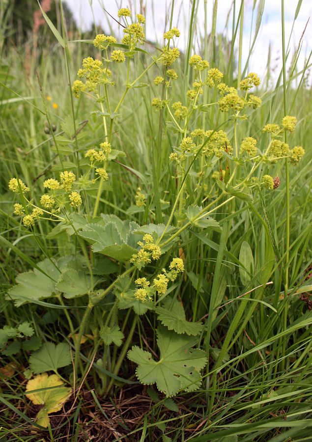 Изображение особи Alchemilla monticola.