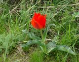 Tulipa greigii