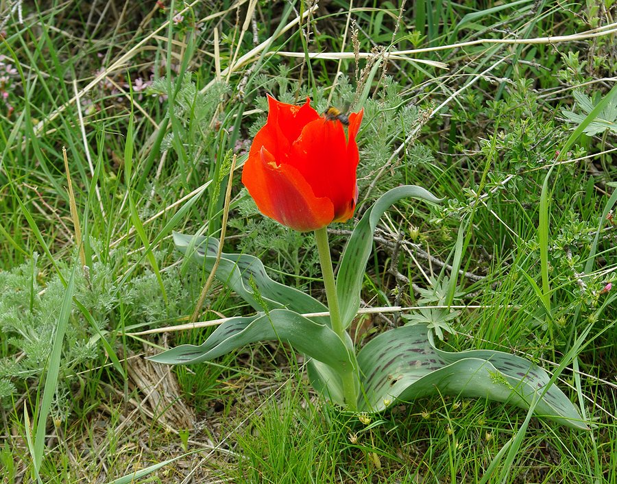 Изображение особи Tulipa greigii.