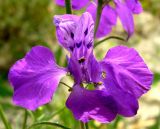 Delphinium hispanicum