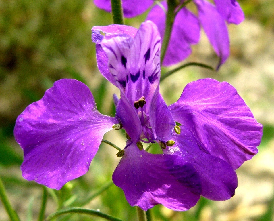 Image of Delphinium hispanicum specimen.