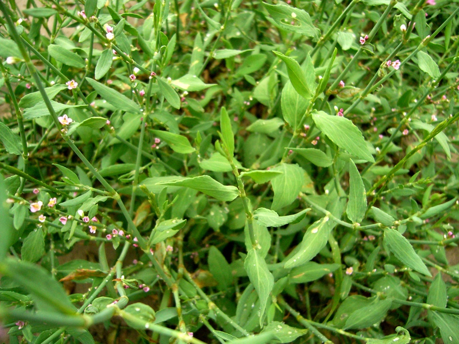 Изображение особи Polygonum hyrcanicum.