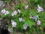 Geranium krylovii