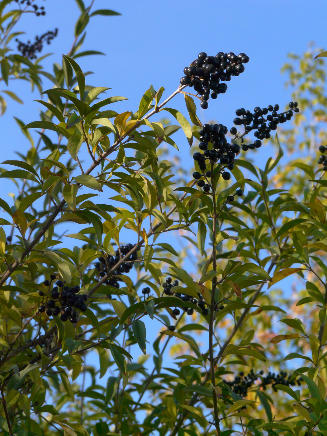 Image of Ligustrum vulgare specimen.