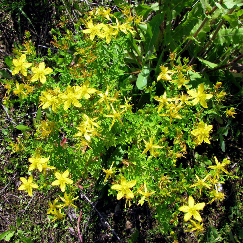 Изображение особи Hypericum perforatum.