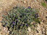 Echium angustifolium. Цветущее растение стелющейся формы. Израиль, Шарон, г. Герцлия, высокий берег Средиземного моря. 02.06.2009.