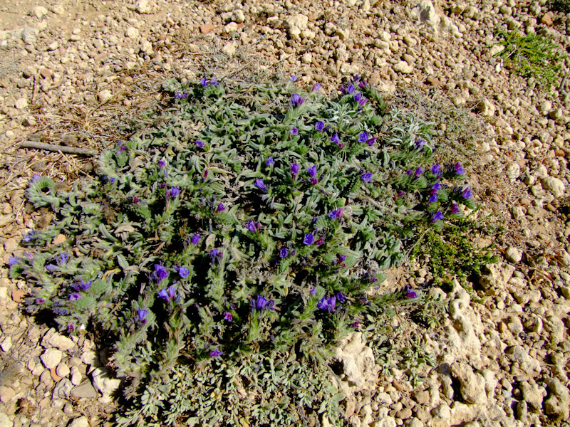 Image of Echium angustifolium specimen.