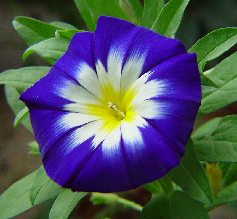 Изображение особи Convolvulus tricolor.