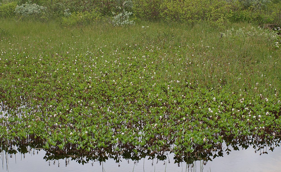Image of Menyanthes trifoliata specimen.