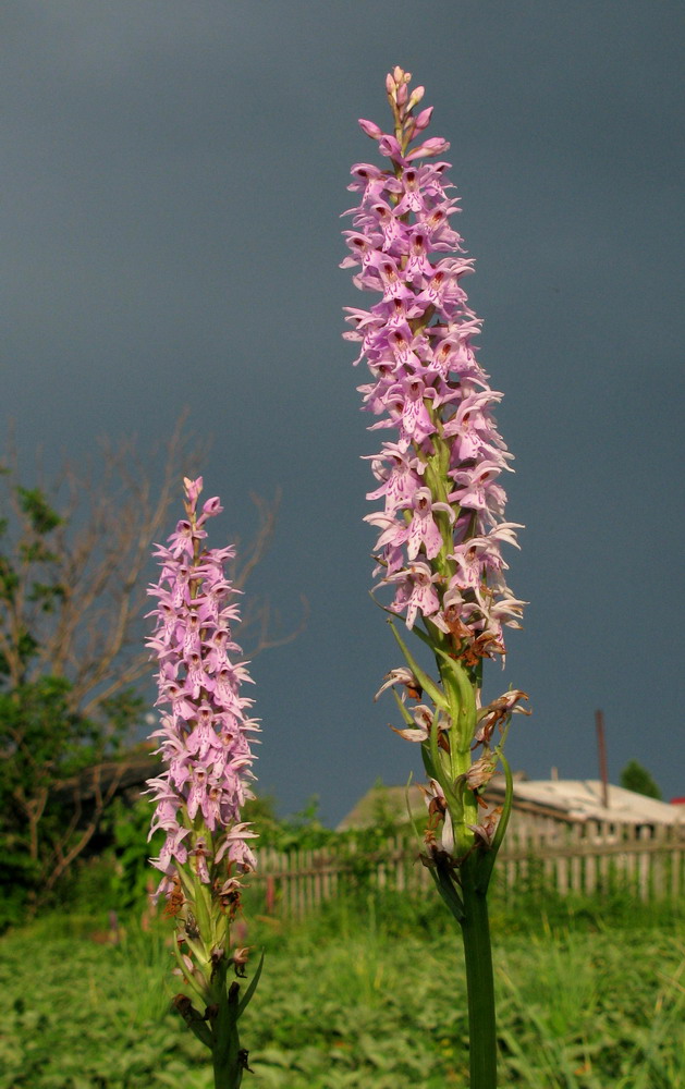 Image of Dactylorhiza fuchsii specimen.