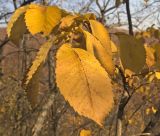 Ulmus japonica. Листья в осенней окраске. Южное Приморье, Борисовское плато, заказник \"Леопардовый\", р. Лиственничная. 12.10.2011.