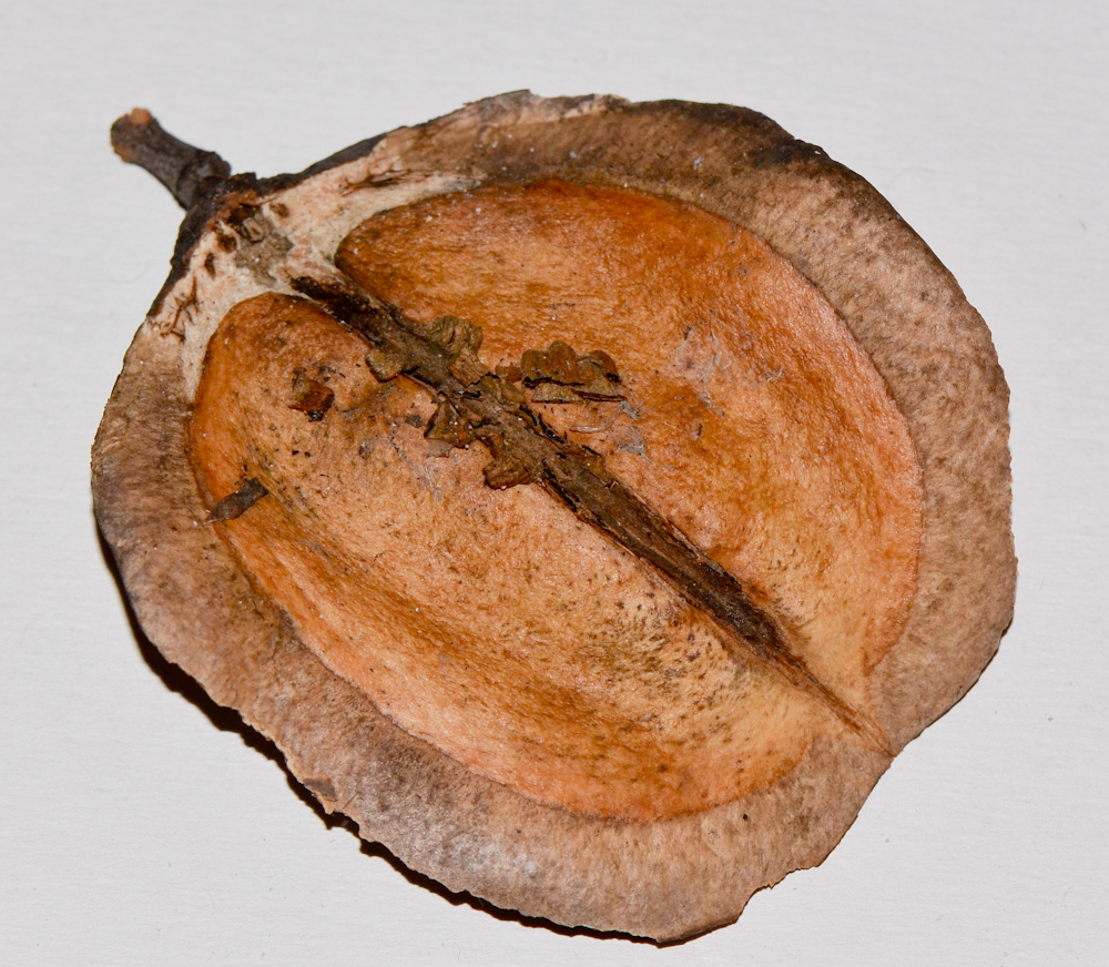 Image of Jacaranda mimosifolia specimen.