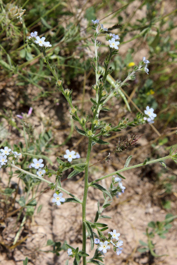 Image of Lappula microcarpa specimen.