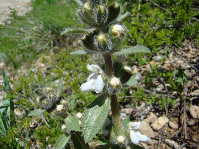 Image of Phlomoides ebracteolata specimen.