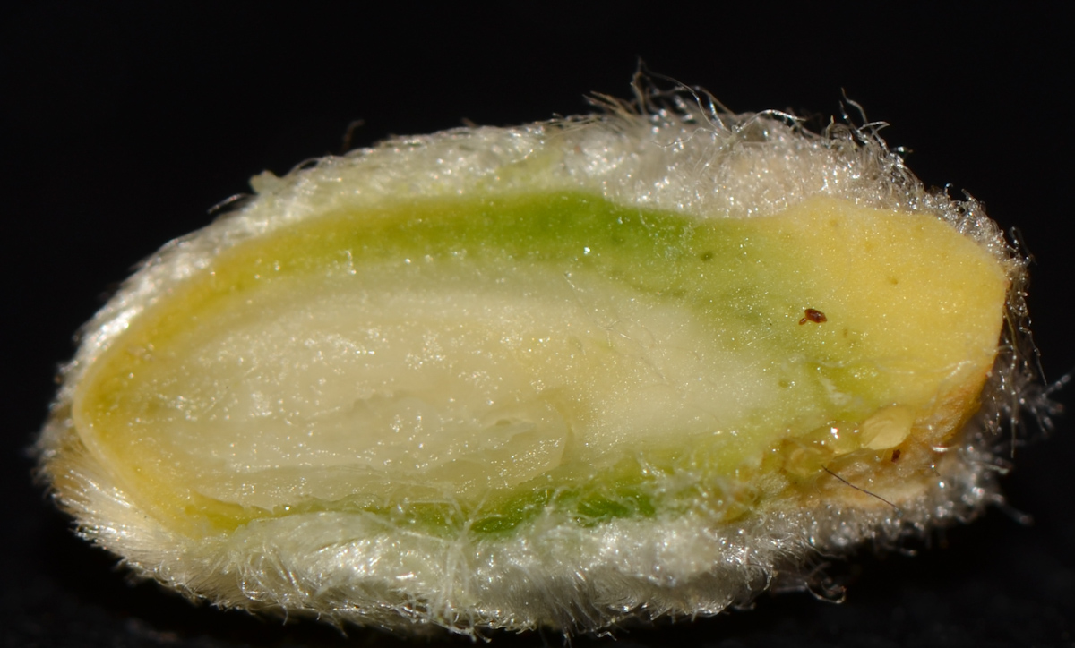 Image of Cycas revoluta specimen.