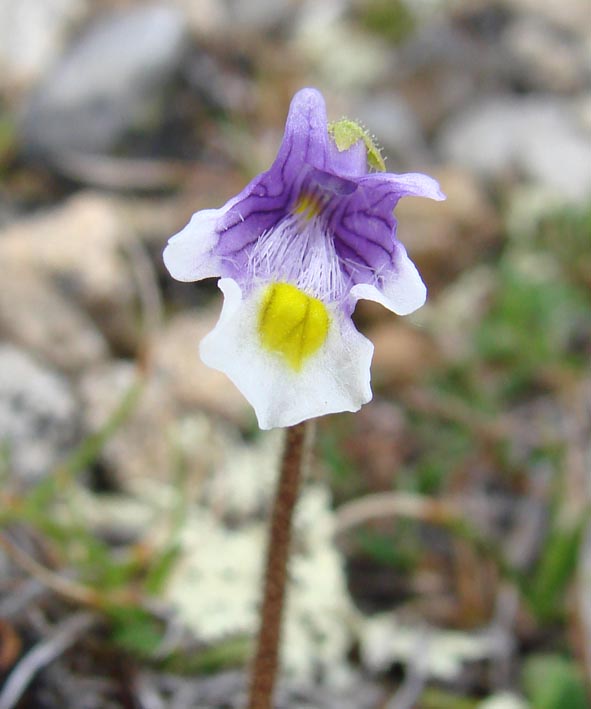 Изображение особи Pinguicula spathulata.