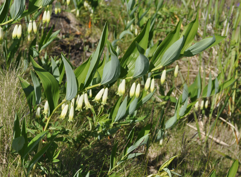 Изображение особи Polygonatum odoratum.