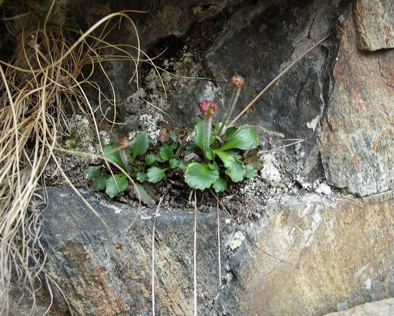 Image of Micranthes nivalis specimen.