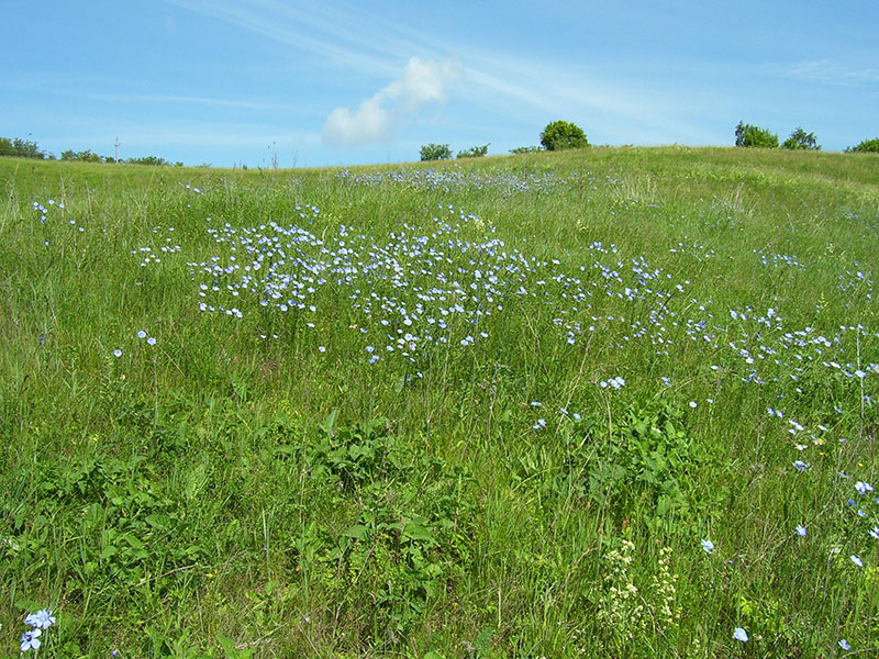 Изображение особи Linum perenne.
