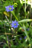 Gentiana prostrata