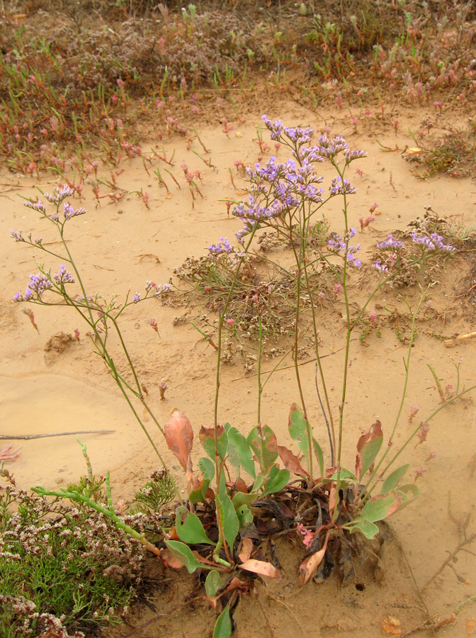 Изображение особи Limonium scoparium.