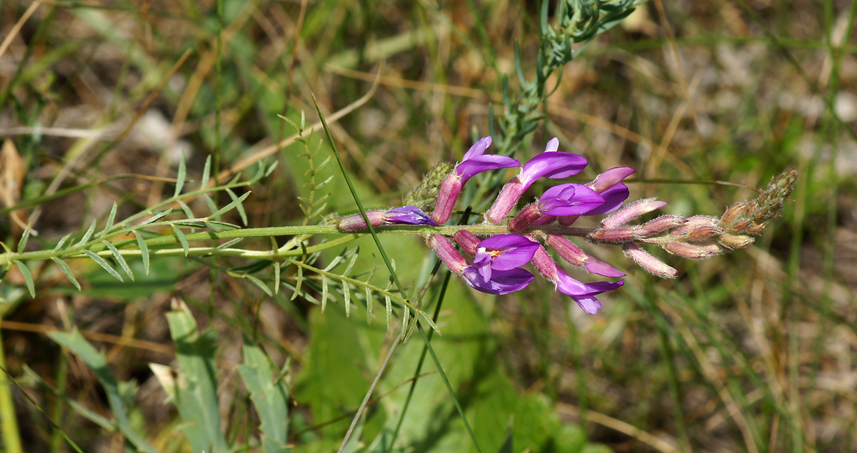 Изображение особи Astragalus varius.