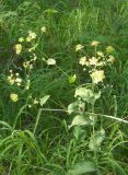 Bupleurum longifolium subspecies aureum. Цветущее растение. Свердловская область, окрестности пос. Верхняя Сысерть. 16.07.2012.