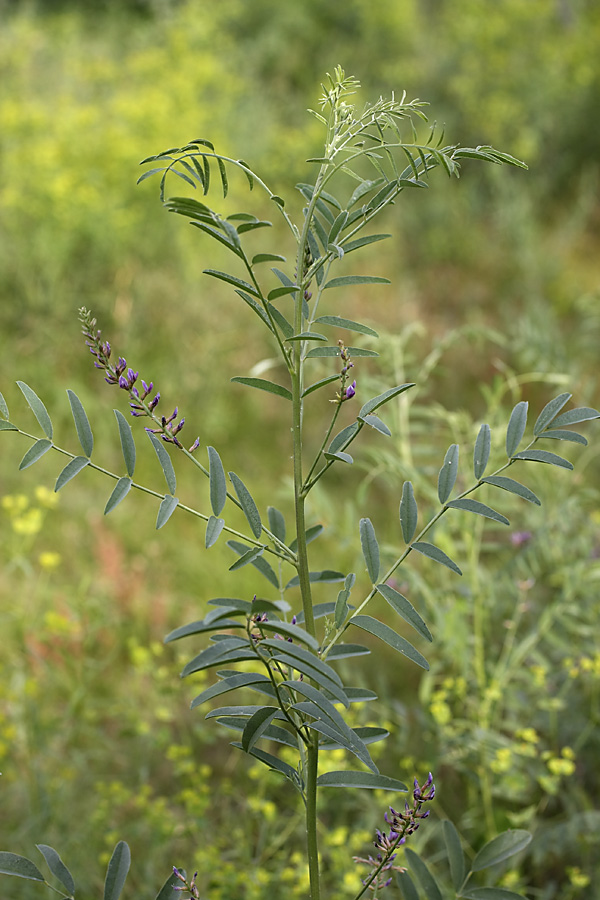 Изображение особи Glycyrrhiza glabra.