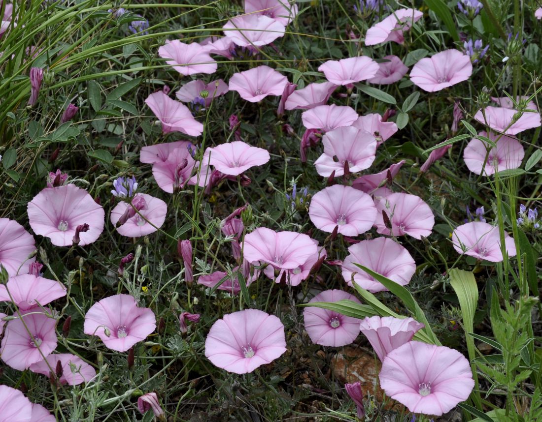 Image of Convolvulus althaeoides ssp. tenuissimus specimen.