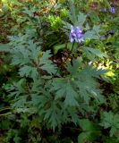 Aconitum taigicola