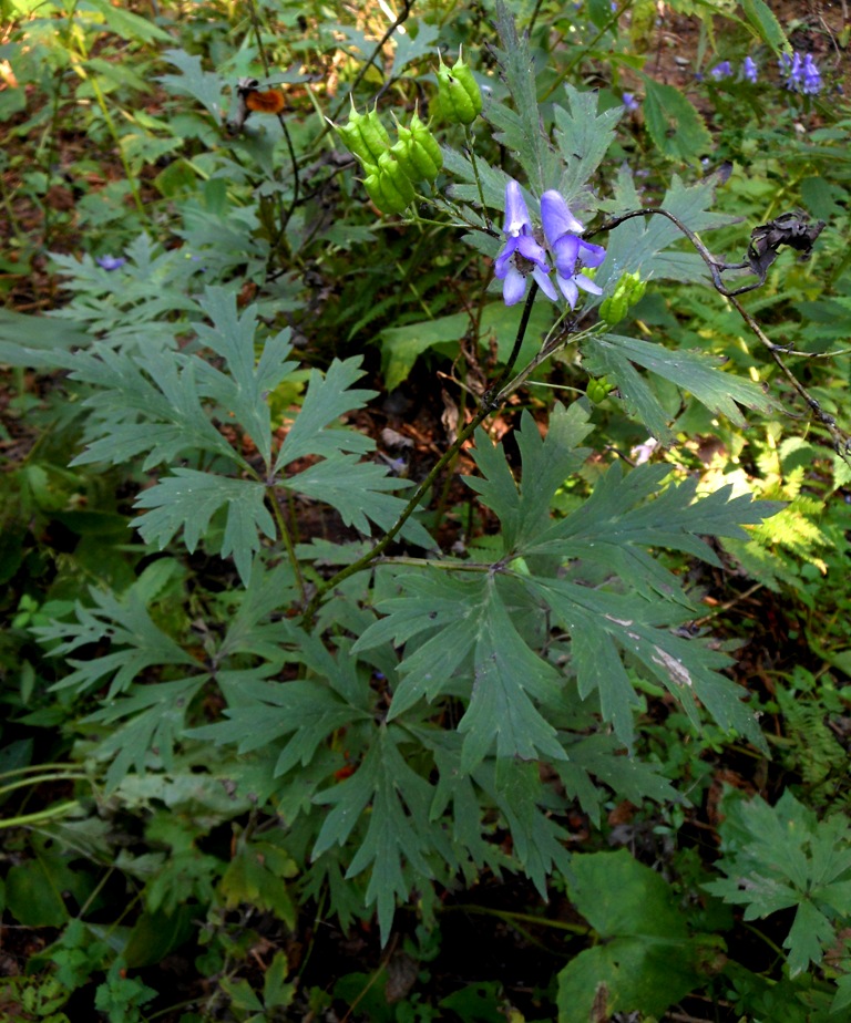 Изображение особи Aconitum taigicola.