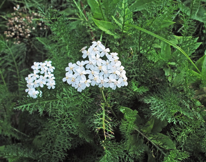 Изображение особи род Achillea.