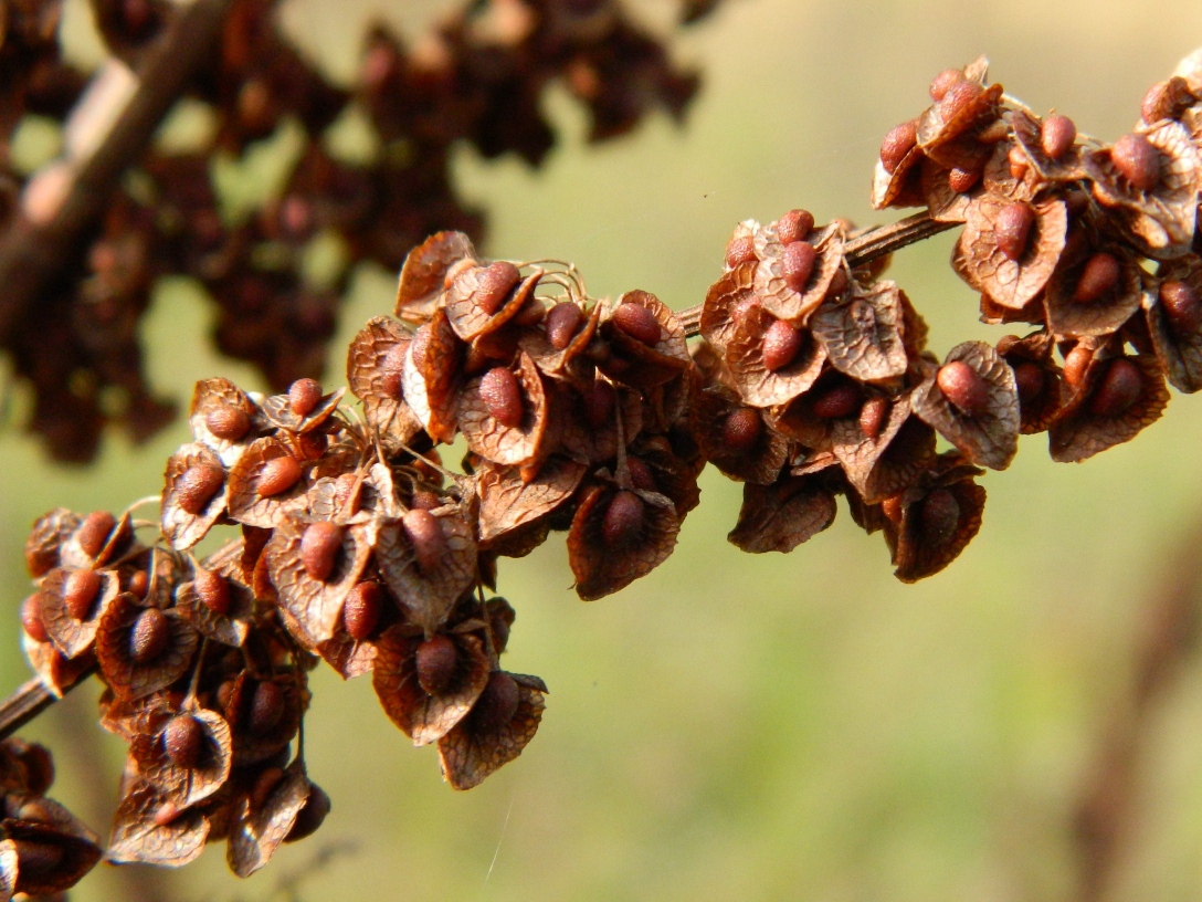 Изображение особи род Rumex.