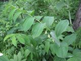 Polygonatum maximowiczii. Цветущее растение. Сахалин, лесной массив в окр. г. Южно-Сахалинска. Июнь 2012 г.