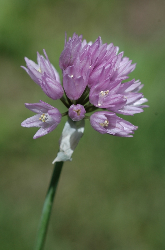 Image of Allium schoenoprasoides specimen.